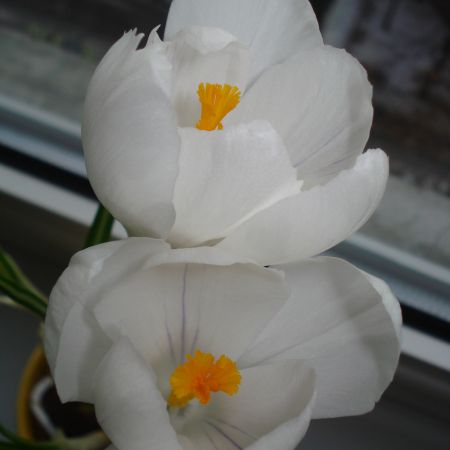 CROCUS